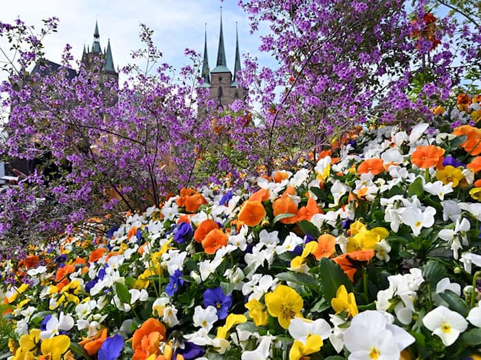 Milder, trockener und sonniger als in Vergleichsjahren - das war der April in Thüringen. (Symbolbild) / Foto: Martin Schutt/dpa