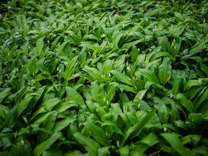 Bärlauch im Wald darf für den Eigenbedarf gepflückt werden. Jedoch nicht überall. (Symbolbild) / Foto: Sina Schuldt/dpa