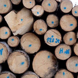 Die Nachfrage nach Brennholz schätzt Thüringenforst als stabil ein. (Symbolbild) / Foto: Sven Hoppe/dpa