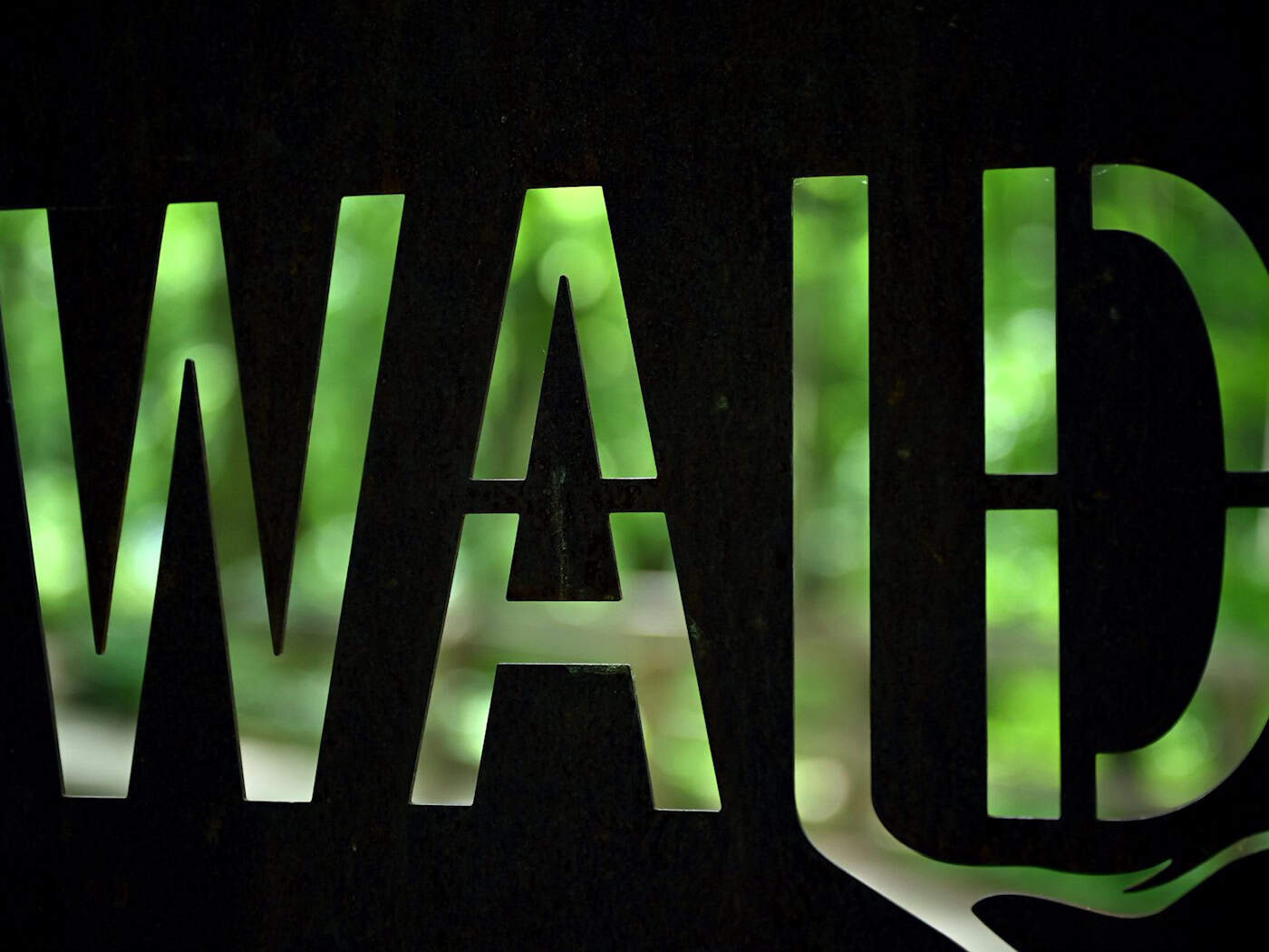 Nach dem Willen der CDU-Landtagsfraktion soll beim Errichten von Gebäuden der Mindestabstand zum Wald von 30 auf 10 Meter reduziert werden. (Symbolbild) / Foto: Martin Schutt/dpa