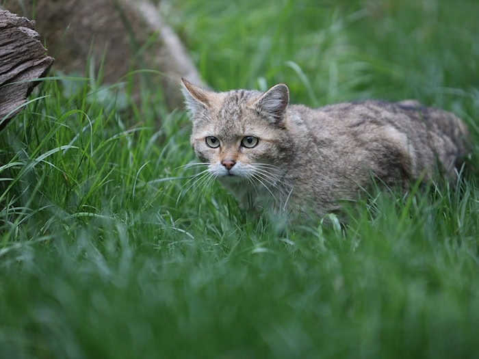 Darum sollten Wildkätzchen nicht angefasst werden