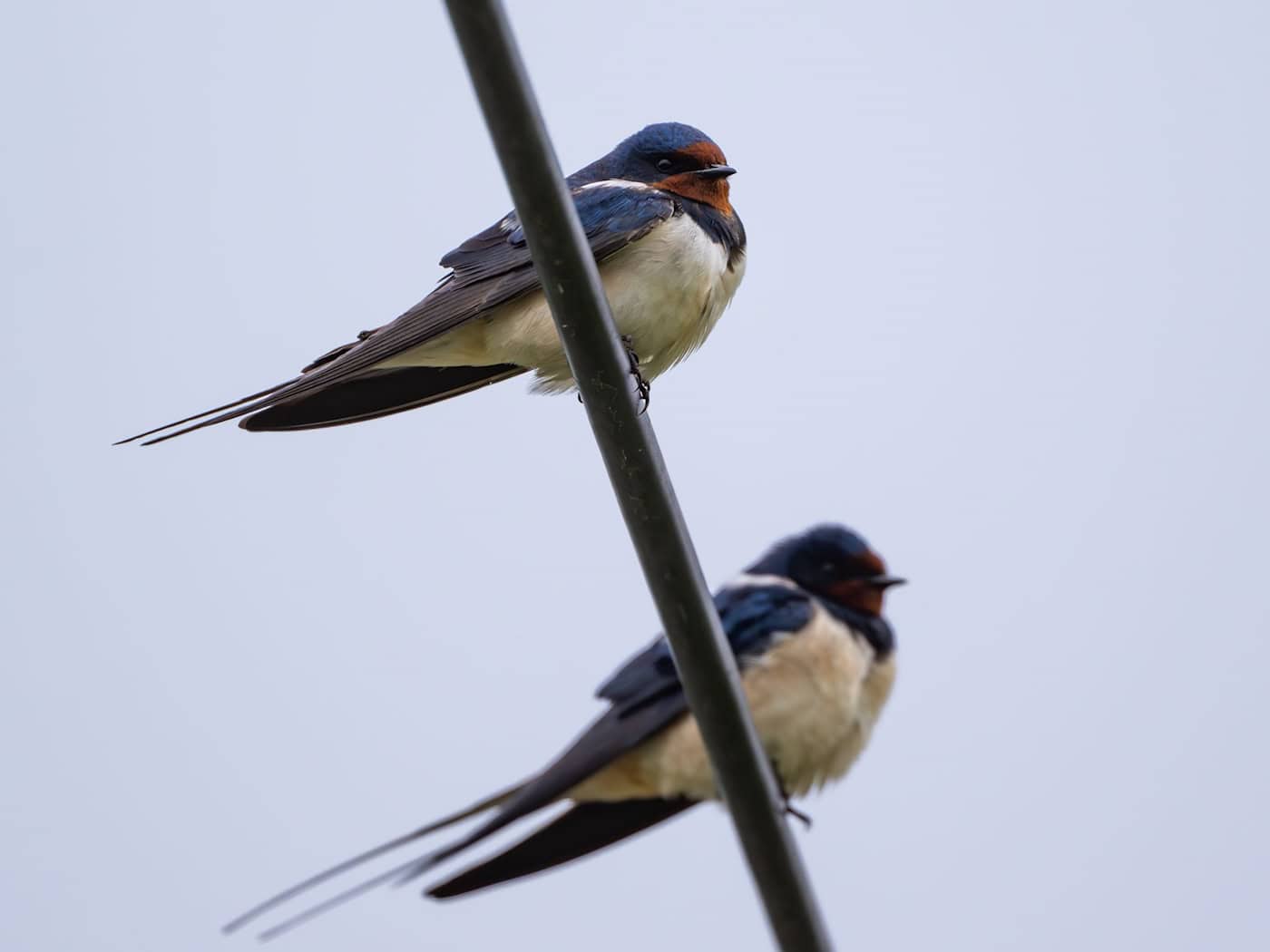 Die ersten Schwalben sind aus ihrem Winterquartier nach Thüringen zurückgekehrt. (Archivbild) / Foto: Patrick Pleul/dpa