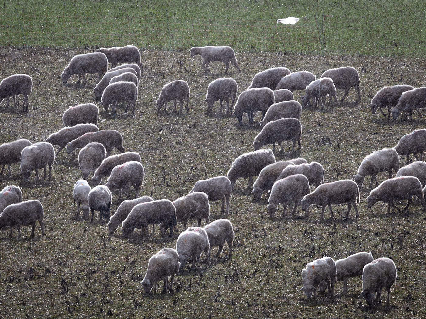 In Apolda hat ein Hund ein Lamm getötet. (Symbolbild) / Foto: Jens Büttner/dpa
