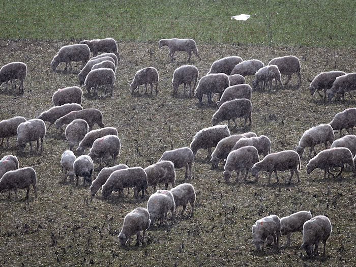 Hund tötet Lamm auf Weide in Apolda – Halter meldete den Vorfall nicht
