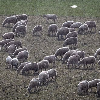 In Apolda hat ein Hund ein Lamm getötet. (Symbolbild) / Foto: Jens Büttner/dpa