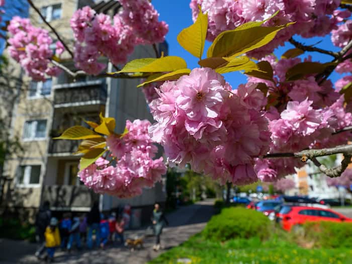 Am Donnerstag steigt das Thermometer laut Deutschem Wetterdienst in Teilen Ostdeutschlands auf bis zu 20 Grad. (Archivbild) / Foto: Hendrik Schmidt/dpa