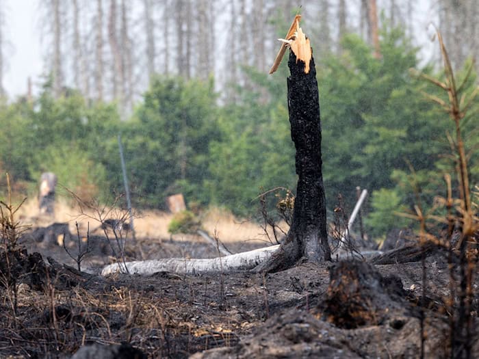 Im vergangenen Jahr brannte es mehrfach, im Frühjahr musste die Feuerwehr wieder wegen Waldbränden ausrücken. (Archivfoto) / Foto: Michael Reichel/dpa