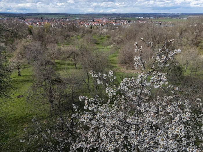 Die Streuobstwiesen in Thüringen sollen erhalten werden. (Symbolbild) / Foto: Marijan Murat/dpa
