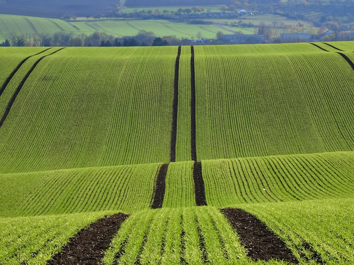 Ein Hund wird auf einem Feld in Apolda ausgesetzt. (Archivbild) / Foto: Martin Schutt/dpa-Zentralbild/dpa