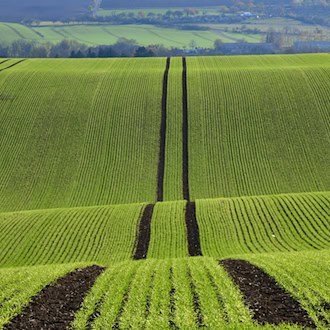Ein Hund wird auf einem Feld in Apolda ausgesetzt. (Archivbild) / Foto: Martin Schutt/dpa-Zentralbild/dpa