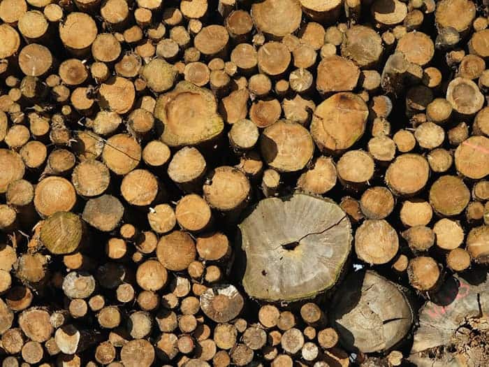 In Thüringen werden weniger Bäume gefällt. (Symbolbild) / Foto: Marcus Brandt/dpa