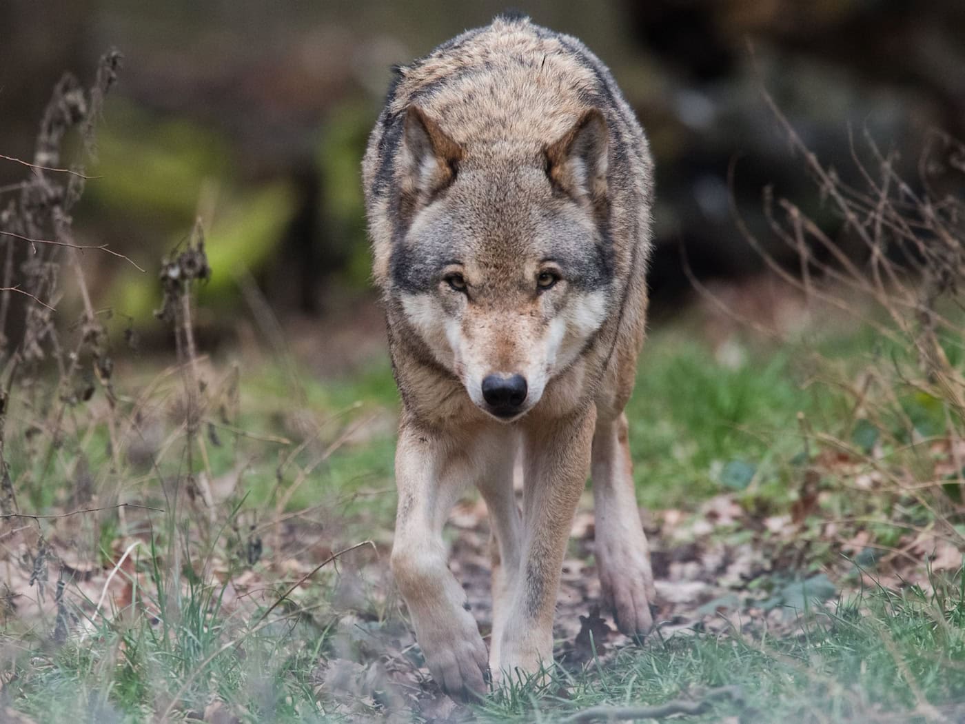 In Thüringen leben nach Angaben von Fachleuten etwa 30 standorttreue Wölfe in derzeit sieben Territorien. (Archivbild) / Foto: Julian Stratenschulte/dpa