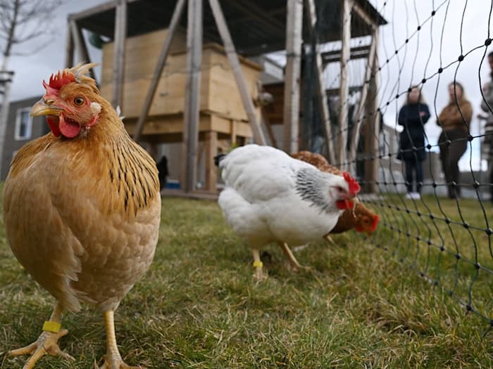 Im Pflegeheim «Landhaus Mildaer Hof» leben fünf Hühner auf Zeit.  / Foto: Martin Schutt/dpa