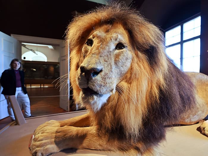 Das neue Treppenhaus mitsamt Aufzug ermöglicht nun auch erstmals den barrierefreien Zugang zu den naturkundlichen Ausstellungen der Friedenstein Stiftung Gotha. Zur Sammlung gehören auch etliche Modelle und Präparate von Tieren. / Foto: Martin Schutt/dpa