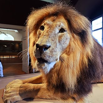 Das neue Treppenhaus mitsamt Aufzug ermöglicht nun auch erstmals den barrierefreien Zugang zu den naturkundlichen Ausstellungen der Friedenstein Stiftung Gotha. Zur Sammlung gehören auch etliche Modelle und Präparate von Tieren. / Foto: Martin Schutt/dpa