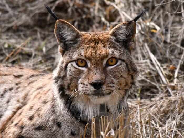 Neuer Luchs Gabriel im Thüringer Wald bei Oberhof ausgewildert
