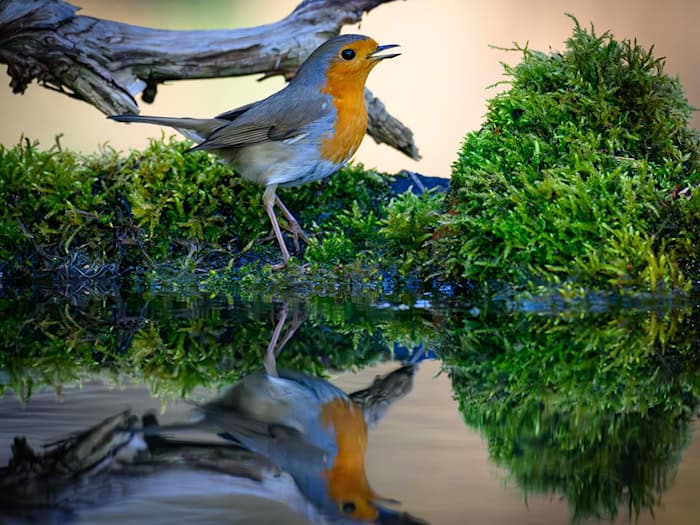 Der Gesang des Rotkehlchens ist eine Abfolge hoher Töne, die laut Nabu in einer perlenden Strophe enden. (Symbolbild) / Foto: Patrick Pleul/dpa