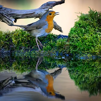 Der Gesang des Rotkehlchens ist eine Abfolge hoher Töne, die laut Nabu in einer perlenden Strophe enden. (Symbolbild) / Foto: Patrick Pleul/dpa
