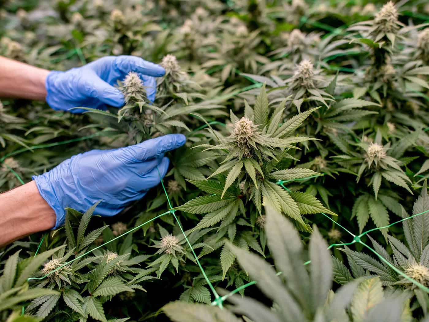 Vereine können seit dem 1. Juli 2024 Anträge für Cannabis-Anbauvereinigungen stellen, in Thüringen sind nur wenige bisher aktiv. (Symbolbild) / Foto: Hauke-Christian Dittrich/dpa