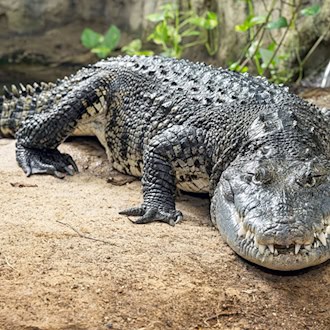 Das mehr als zwei Meter lange Beulenkrokodil wurde viele Jahre in einem Schrebergarten in Thüringen gehalten, kam dann in eine Auffangstation nach München und ist jetzt im Tierpark Schönbrunn in Wien zuhause. / Foto: Daniel Zupanc/Zoo Wien/dpa