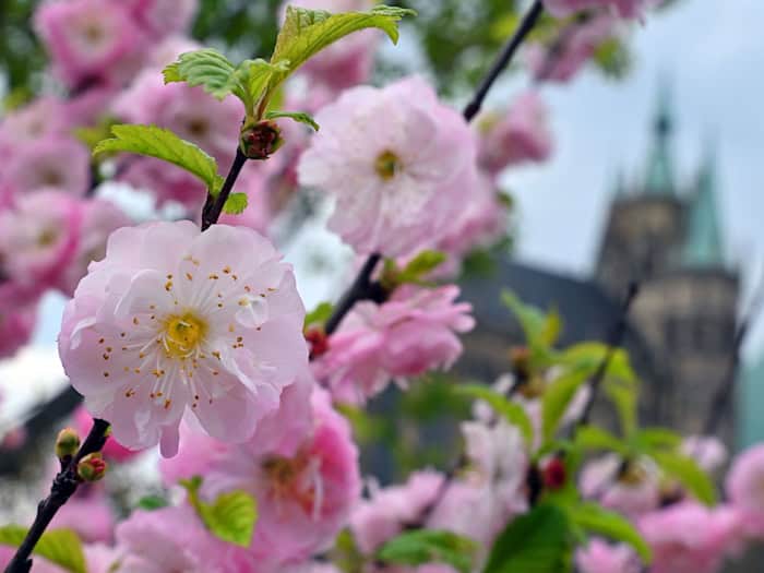 Sonniges Mai-Wochenende in Thüringen: Temperaturen bis 27 Grad