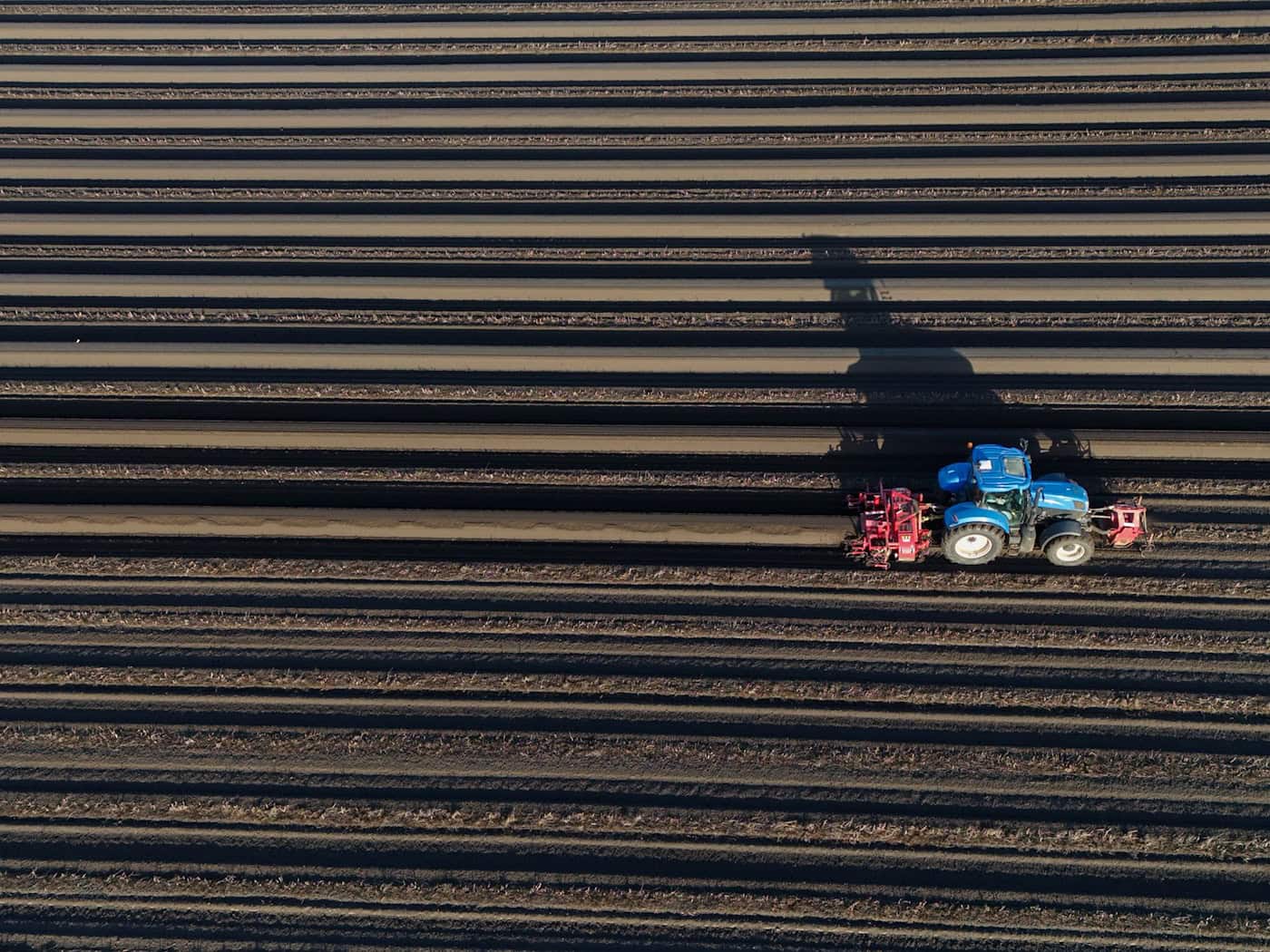 In Sachsen, Sachsen-Anhalt und Thüringen geht die Spargel-Saison bald richtig los. (Symbolfoto) / Foto: Klaus-Dietmar Gabbert/dpa