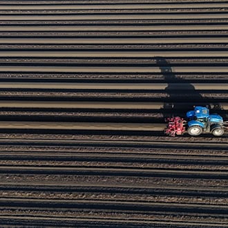 In Sachsen, Sachsen-Anhalt und Thüringen geht die Spargel-Saison bald richtig los. (Symbolfoto) / Foto: Klaus-Dietmar Gabbert/dpa