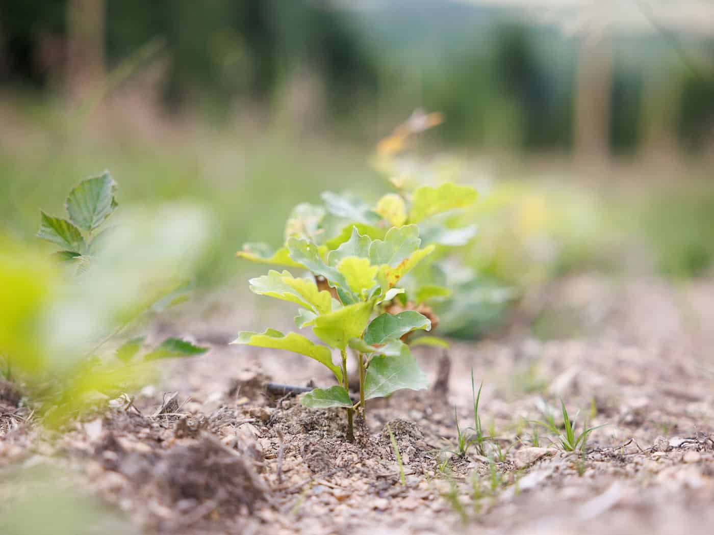 Im vergangenen Jahr wurden in Thüringen 1,6 Millionen Setzlinge in den Boden gebracht. (Symbolbild) / Foto: Lando Hass/dpa