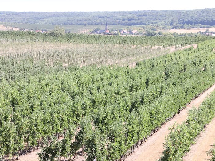 Spätfrost bedroht Thüringer Obstbau – Schutz großer Plantagen kaum möglich