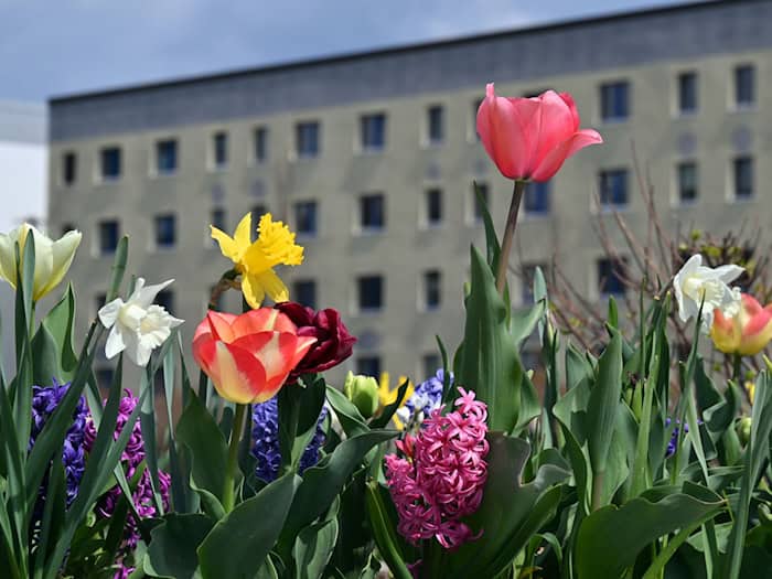 Vom 23. April bis zum 11. Oktober ist die Landesgartenschau in Leinefelde-Worbis im Eichsfeld geöffnet. / Foto: Martin Schutt/dpa