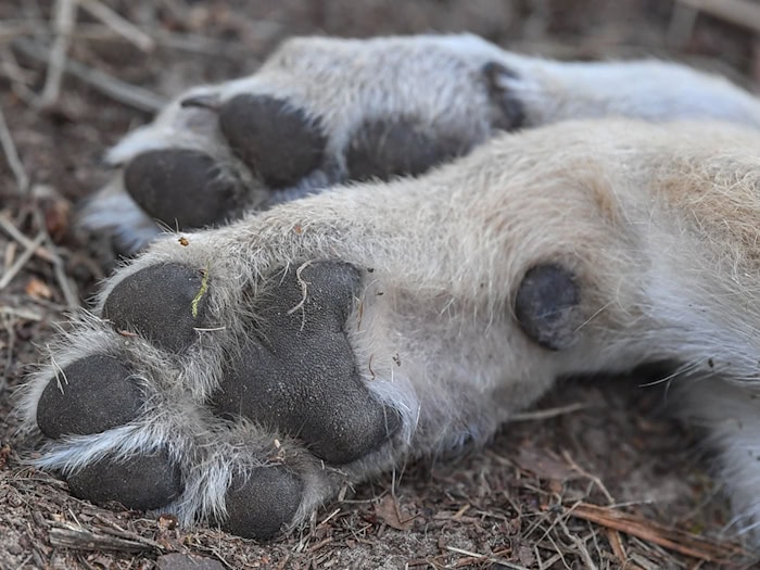 Auch nach neuerlichen Änderungen und Anpassungen beim Jagdrecht dürfen Wölfe in Thüringen nur unter bestimmten Bedingungen legal abgeschossen werden. (Symbolbild) / Foto: Patrick Pleul/dpa