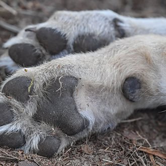 Auch nach neuerlichen Änderungen und Anpassungen beim Jagdrecht dürfen Wölfe in Thüringen nur unter bestimmten Bedingungen legal abgeschossen werden. (Symbolbild) / Foto: Patrick Pleul/dpa