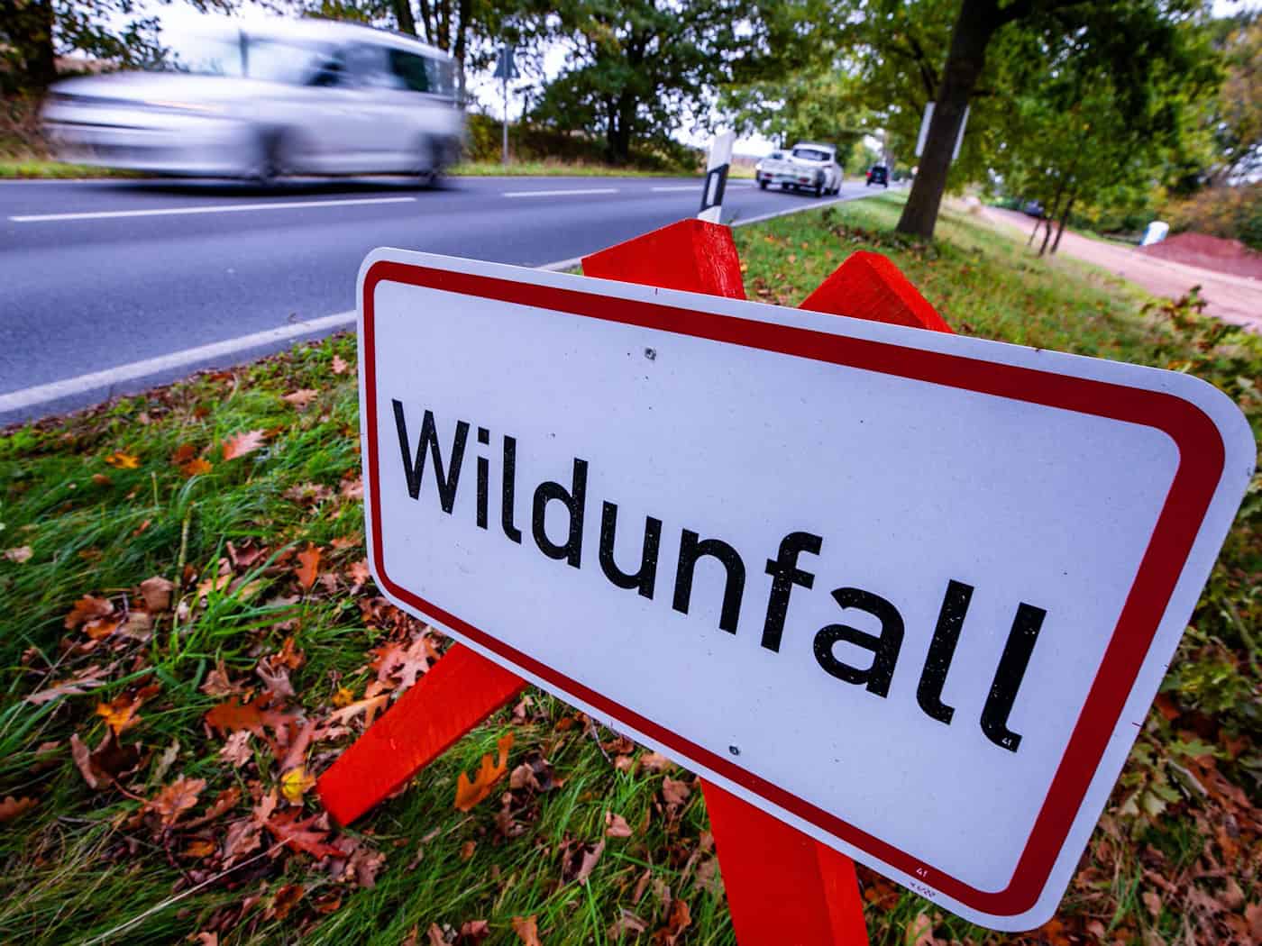 Auf einer Bundesstraße bei Vacha ist ein Wolf überfahren worden. (Archivbild) / Foto: Jens Büttner/dpa
