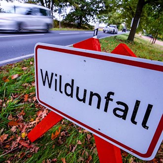 Auf einer Bundesstraße bei Vacha ist ein Wolf überfahren worden. (Archivbild) / Foto: Jens Büttner/dpa