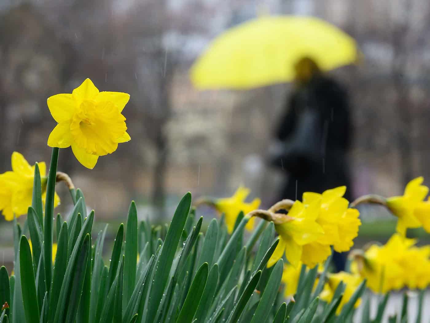 Wolkenbänder und Schauer ziehen in den nächsten Tagen immer wieder über den Freistaat. (Symbolbild) / Foto: Sebastian Gollnow/dpa