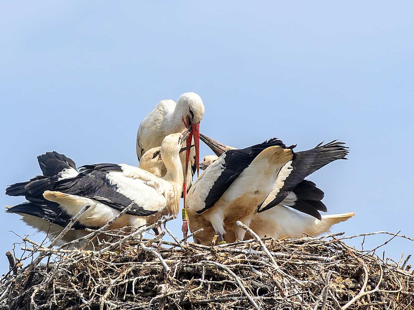 Attraktiver Nistplatz: In Thüringen nimmt die Zahl der brütenden Störche zu. (Symbolbild) / Foto: Klaus-Dietmar Gabbert/dpa-Zentralbild/dpa