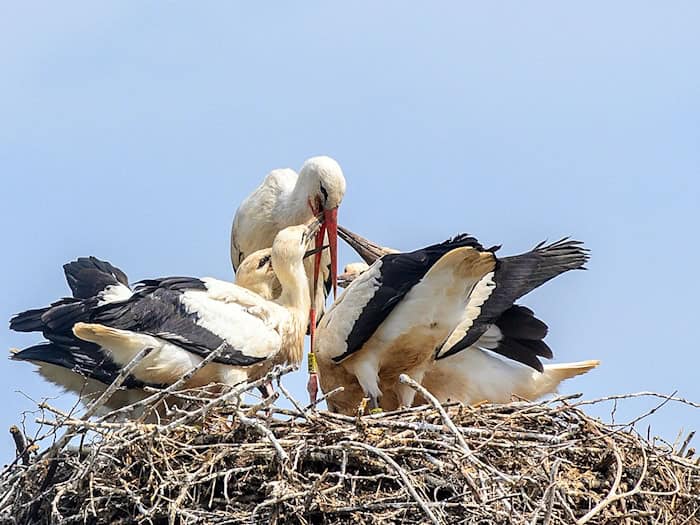 Attraktiver Nistplatz: In Thüringen nimmt die Zahl der brütenden Störche zu. (Symbolbild) / Foto: Klaus-Dietmar Gabbert/dpa-Zentralbild/dpa