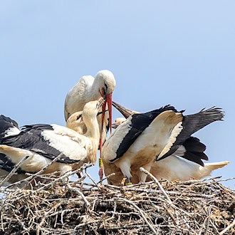 Attraktiver Nistplatz: In Thüringen nimmt die Zahl der brütenden Störche zu. (Symbolbild) / Foto: Klaus-Dietmar Gabbert/dpa-Zentralbild/dpa