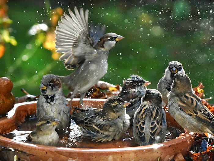 Haussperlinge, auch als Spatzen bekannt, wurden in Thüringen bei einer Zählungsaktion in diesem Jahr seltener gesichtet. (Symbolbild) / Foto: Waltraud Grubitzsch/dpa
