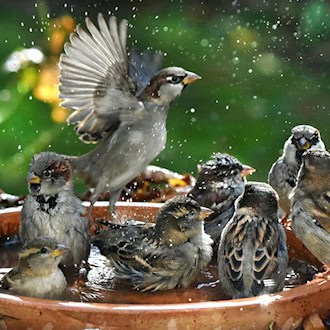 Haussperlinge, auch als Spatzen bekannt, wurden in Thüringen bei einer Zählungsaktion in diesem Jahr seltener gesichtet. (Symbolbild) / Foto: Waltraud Grubitzsch/dpa