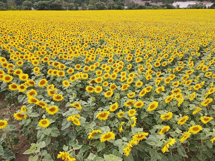 Sonnenblumen kommen mit Trockenheit relativ gut zurecht. (Symbolbild) / Foto: Bodo Schackow/dpa