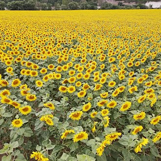 Sonnenblumen kommen mit Trockenheit relativ gut zurecht. (Symbolbild) / Foto: Bodo Schackow/dpa