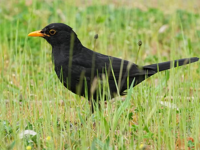 Der Naturschutzbund Deutschland (Nabu) ruft noch bis heute Abend zur Vogelzählung in Thüringen auf. / Foto: Soeren Stache/dpa