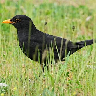 Der Naturschutzbund Deutschland (Nabu) ruft noch bis heute Abend zur Vogelzählung in Thüringen auf. / Foto: Soeren Stache/dpa