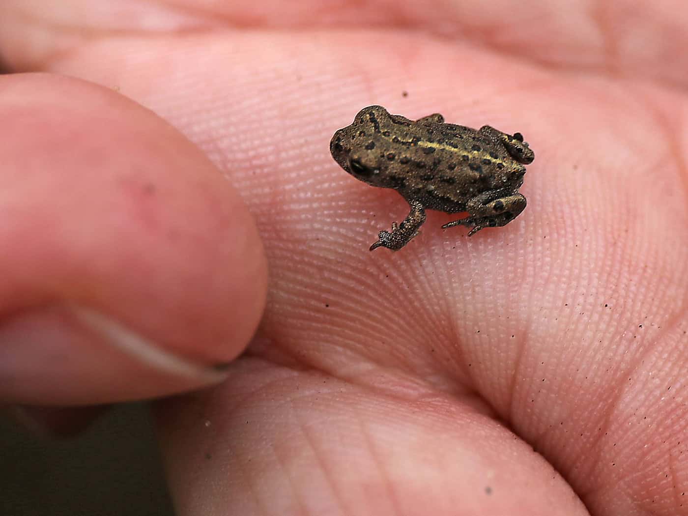 Ein Biologe hält eine junge Kreuzkröte auf der Hand. (Archivbild) / Foto: Oliver Berg/dpa