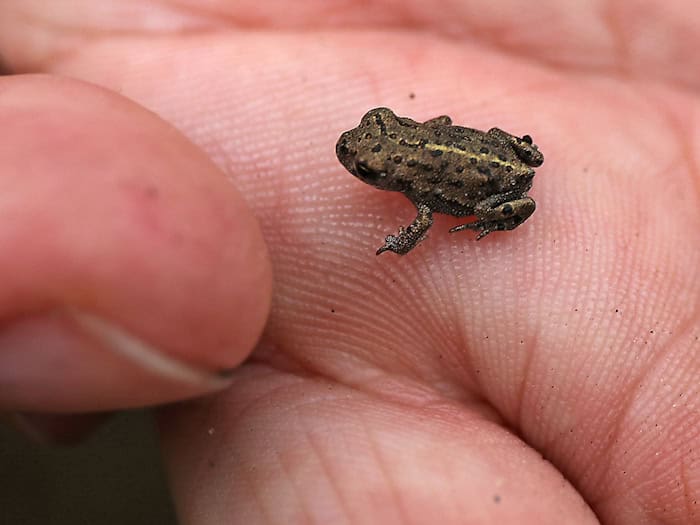 Ein Biologe hält eine junge Kreuzkröte auf der Hand. (Archivbild) / Foto: Oliver Berg/dpa