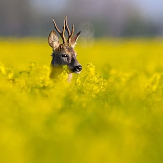 Wieder in Freiheit lief der Rehbock davon. (Symbolbild) / Foto: Patrick Pleul/dpa