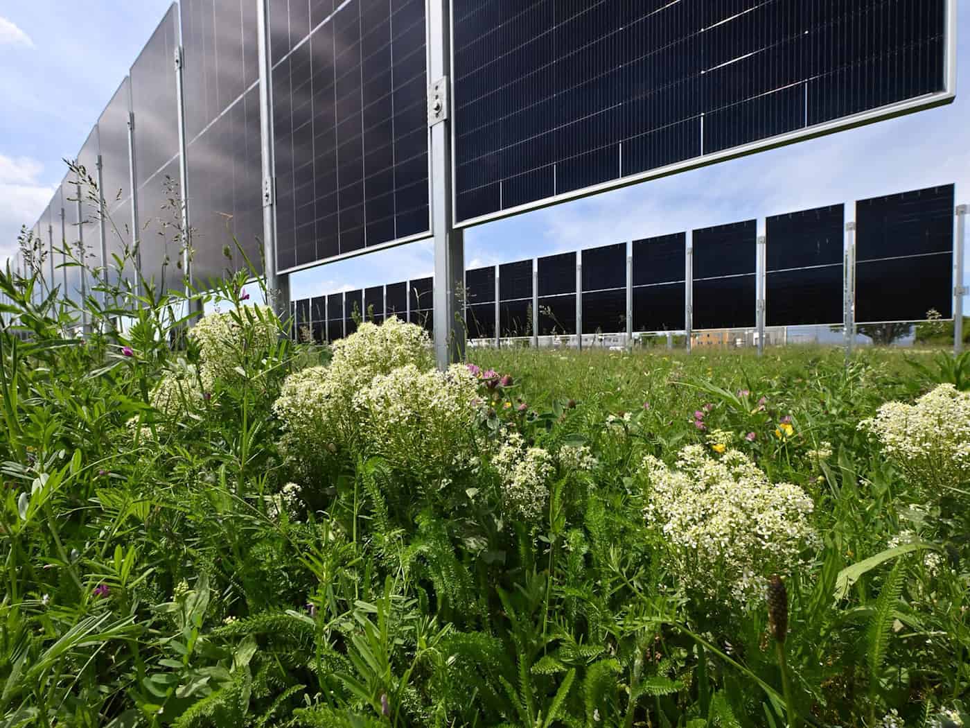 Wie kann Landwirtschaft und Energieerzeugung verbunden werden? - Testanlagen in Erfurt.   / Foto: Martin Schutt/dpa