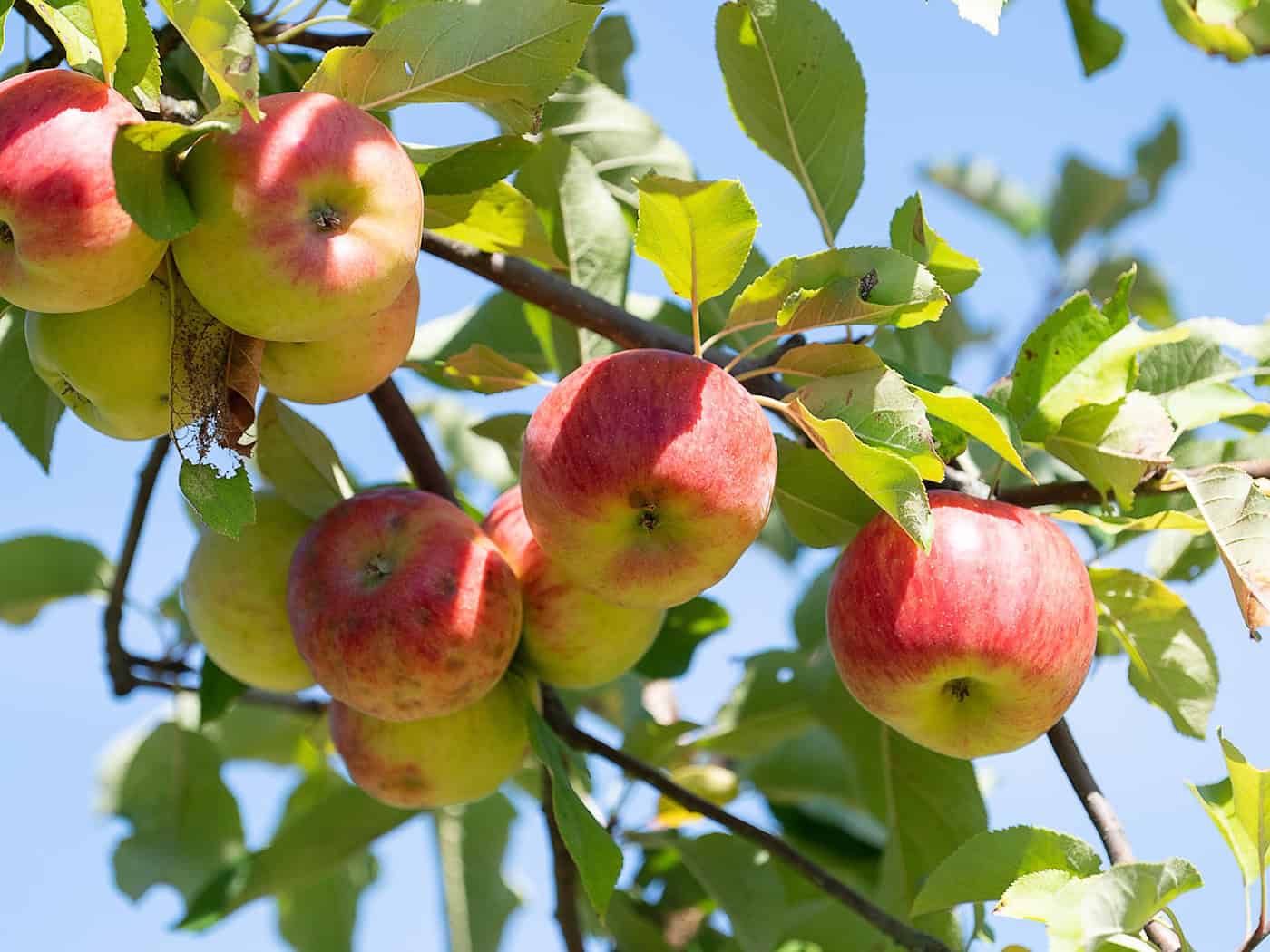 Mus, Saft und mehr: Die Schüler lernen bei den Bildungstagen vor Ort auf den Streuobstwiesen auch, wie Obst geerntet und verwertet wird. (Symbolbild) / Foto: Sebastian Gollnow/dpa