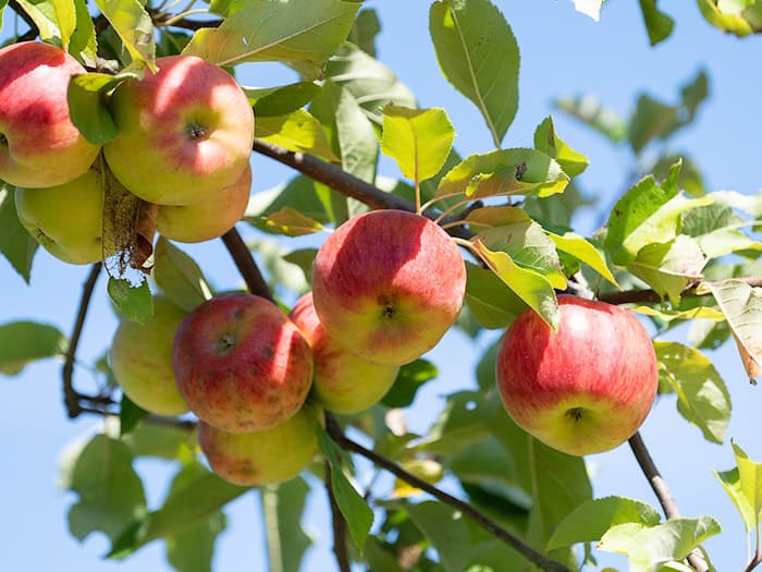 Mus, Saft und mehr: Die Schüler lernen bei den Bildungstagen vor Ort auf den Streuobstwiesen auch, wie Obst geerntet und verwertet wird. (Symbolbild) / Foto: Sebastian Gollnow/dpa